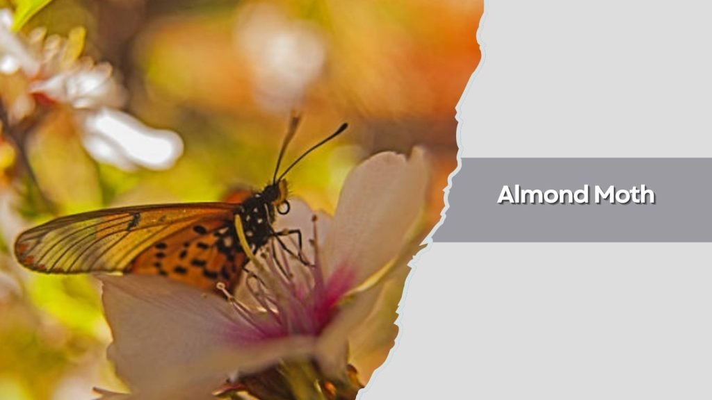  Almond Moth