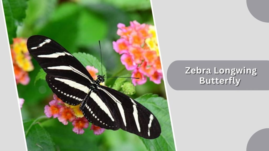 Zebra Longwing Butterfly