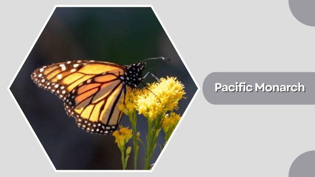  Pacific Monarch