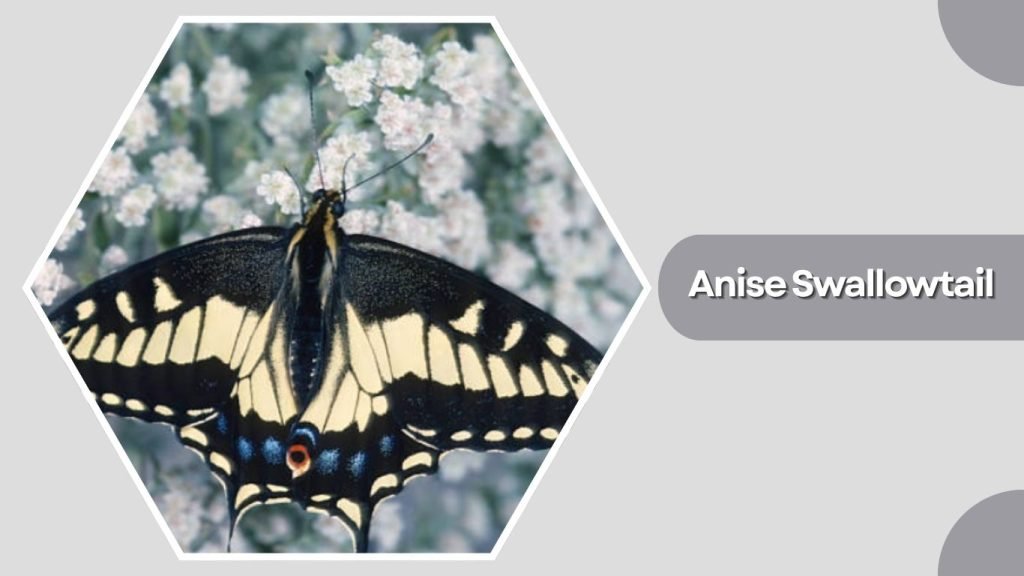 Anise Swallowtail