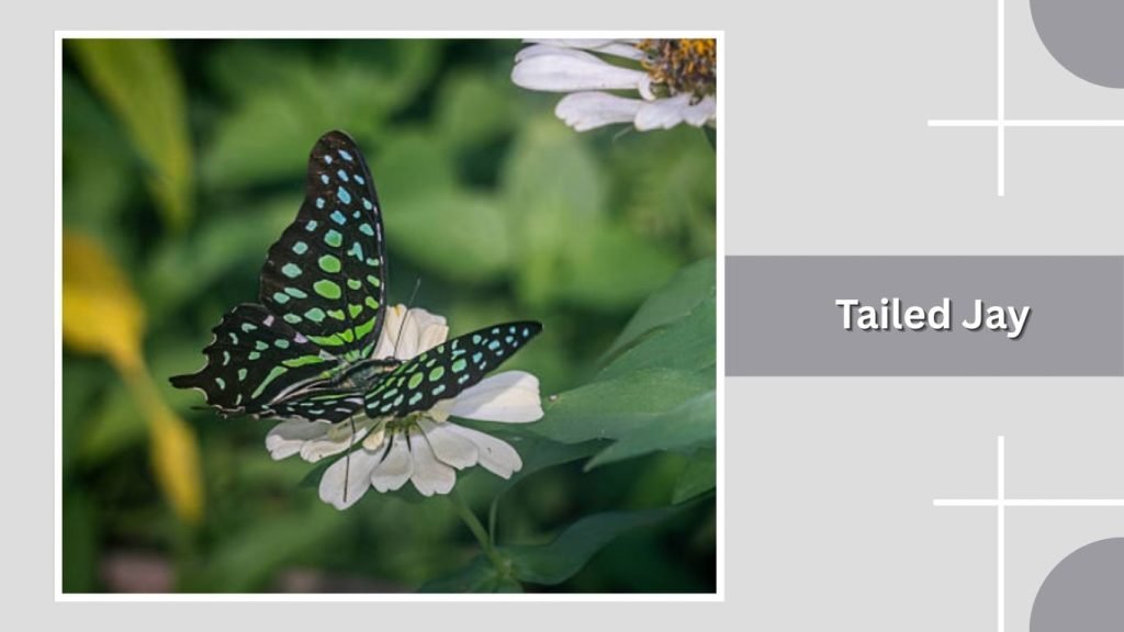 Tailed Jay