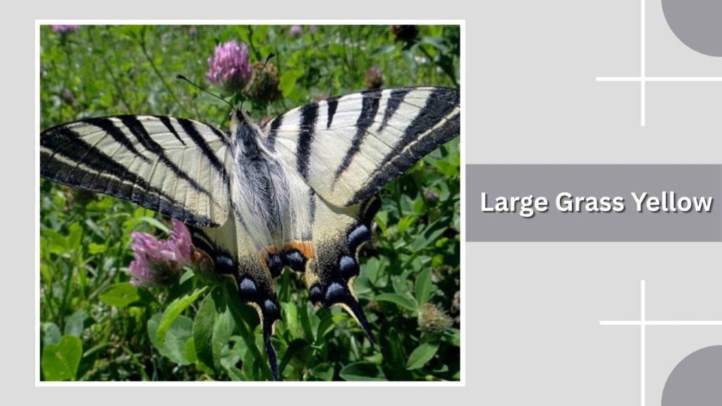  Large Grass Yellow