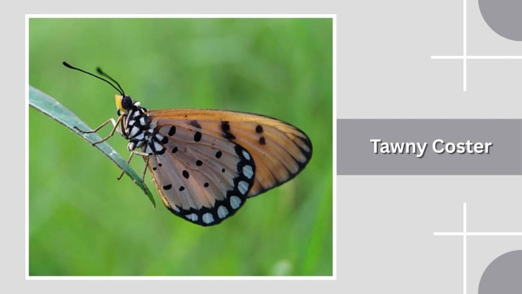  Tawny Coster