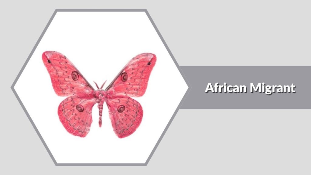 African Migrant