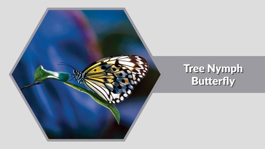 Tree Nymph Butterfly