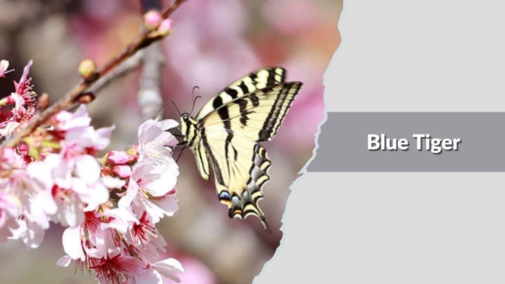  Blue Tiger