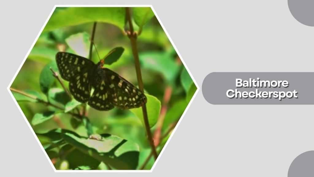  Baltimore Checkerspot