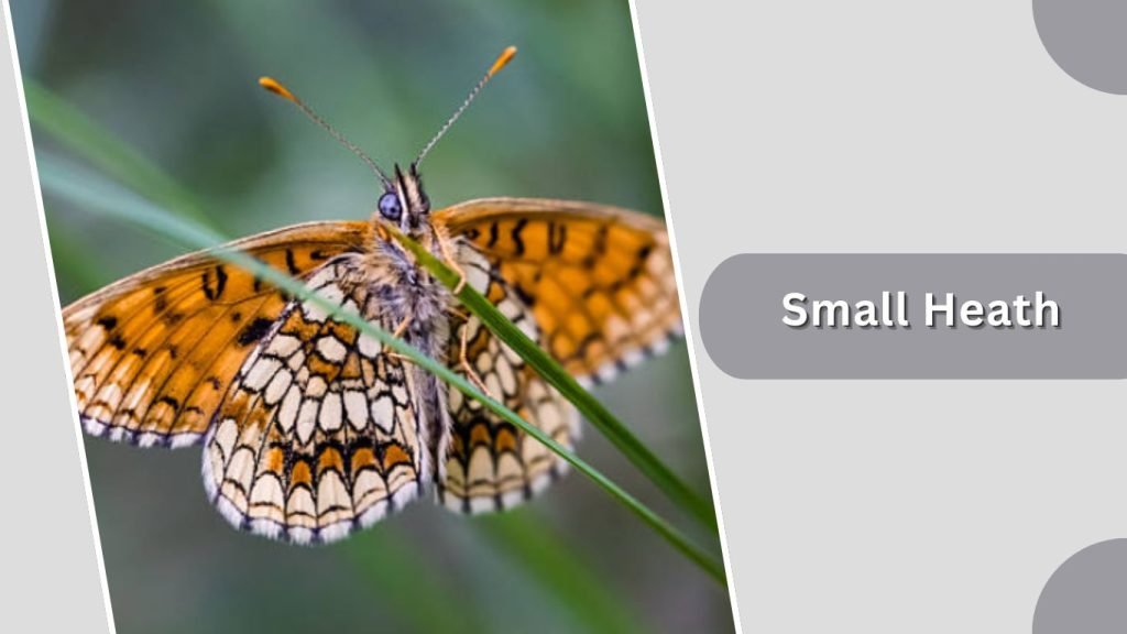 Small Heath