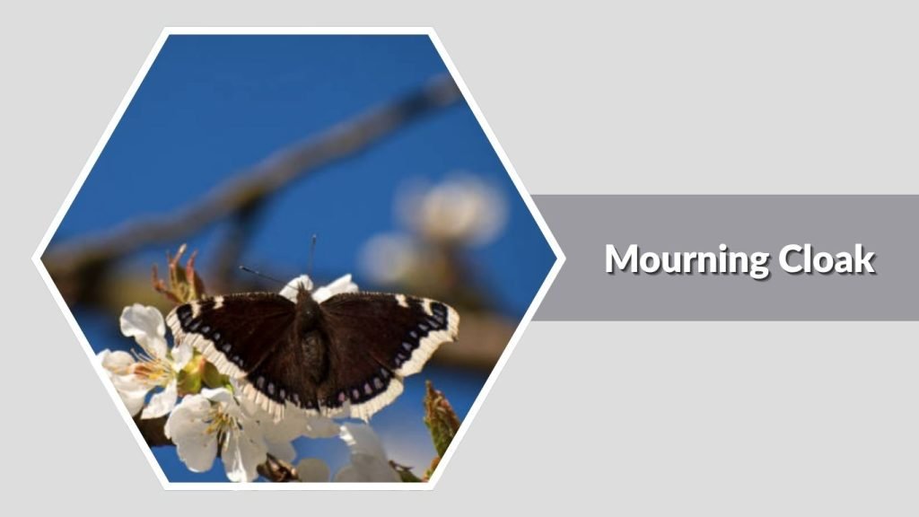  Mourning Cloak