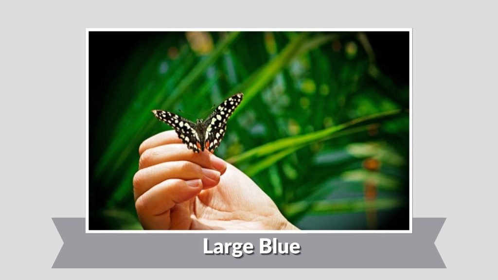  Large Blue