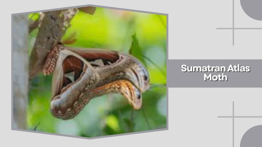 Sumatran Atlas Moth