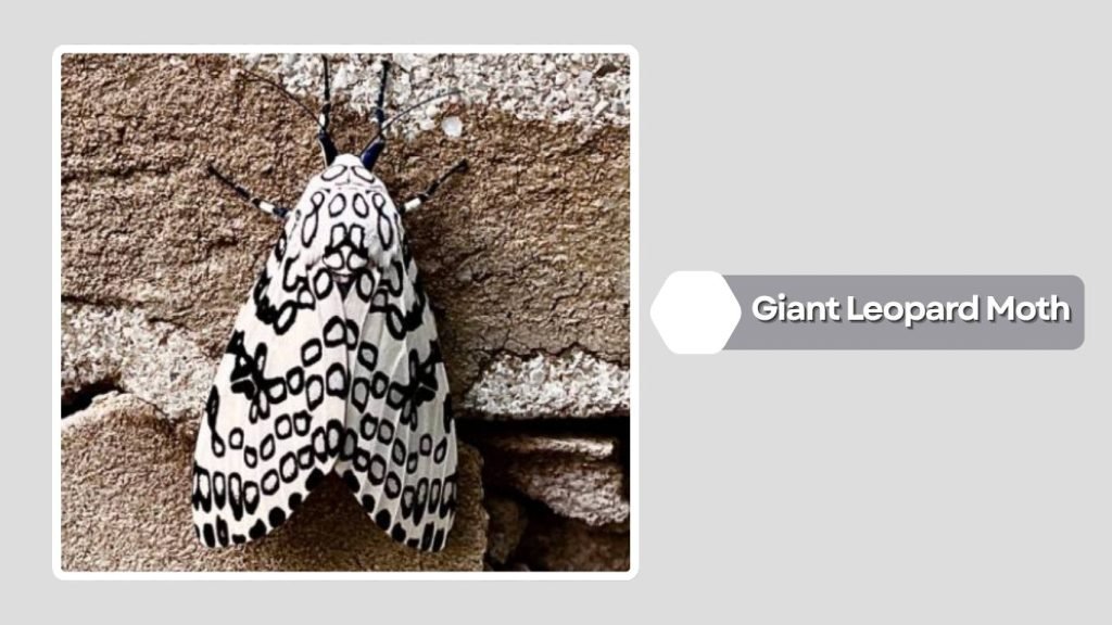 Giant Leopard Moth