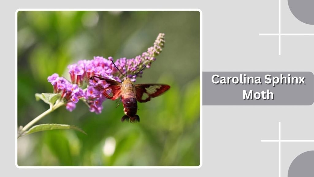 Carolina Sphinx Moth
