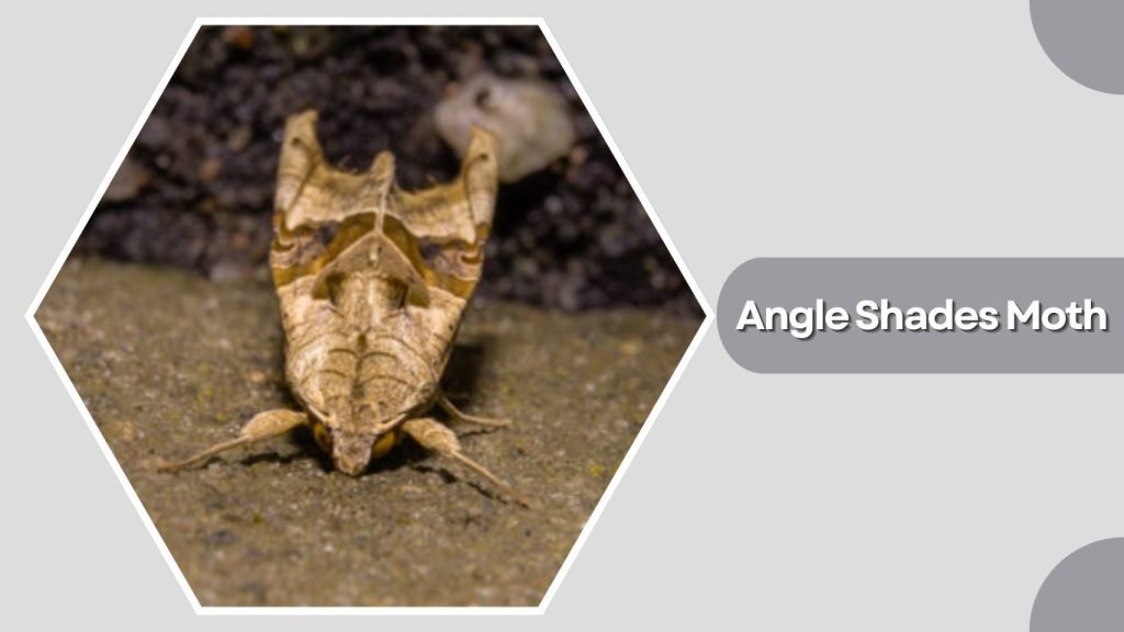 Angle Shades Moth