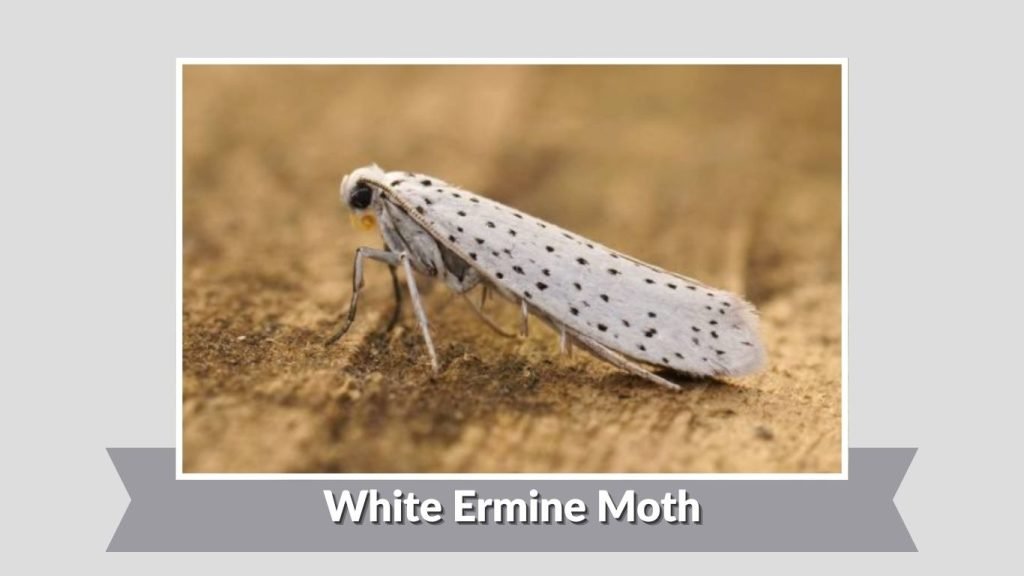 White Ermine Moth