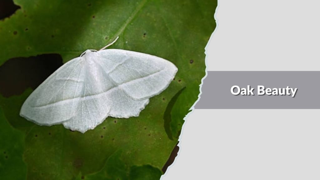 Oak Beauty