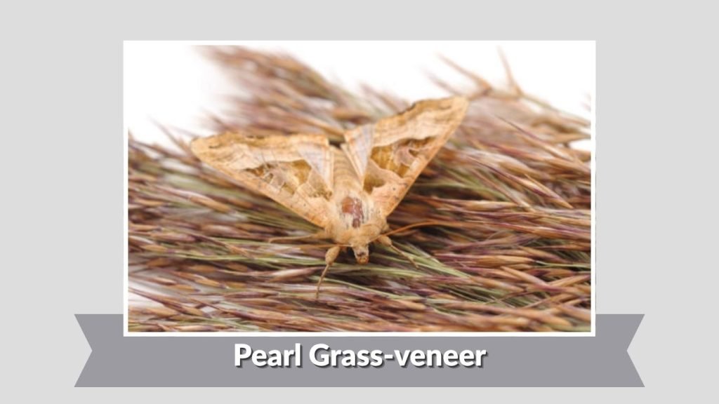 Pearl Grass-veneer