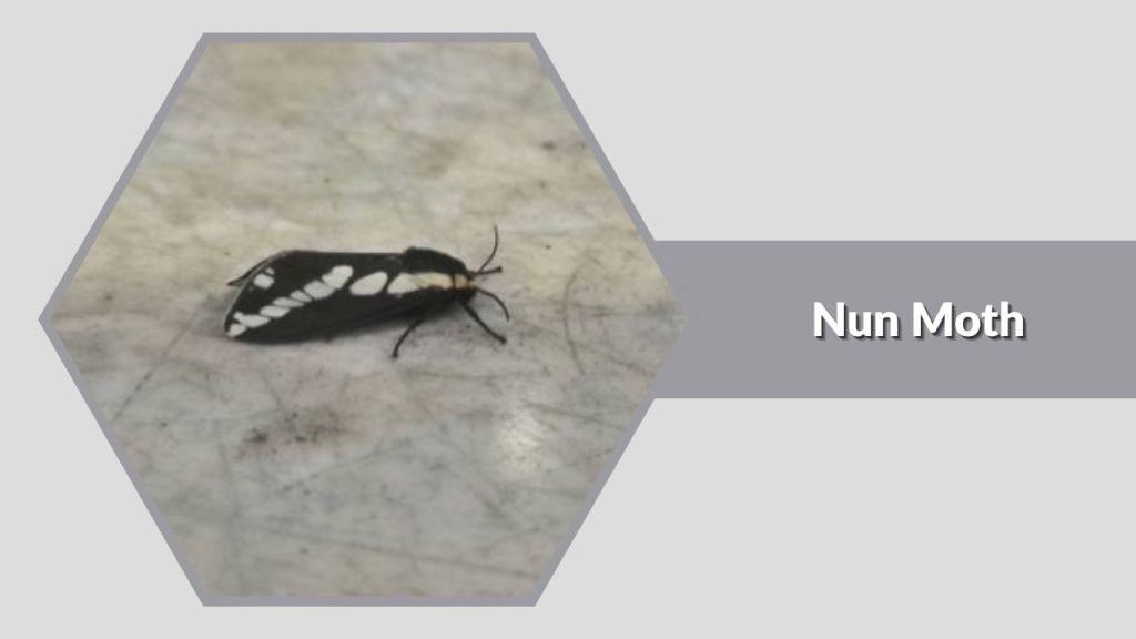  Nun Moth