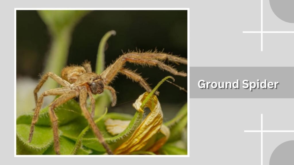 Ground Spider
