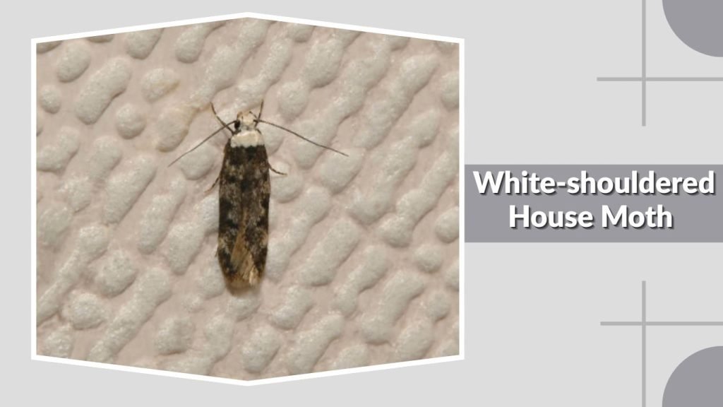 White-shouldered House Moth
