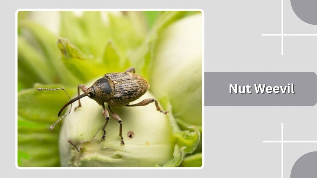 Nut Weevil