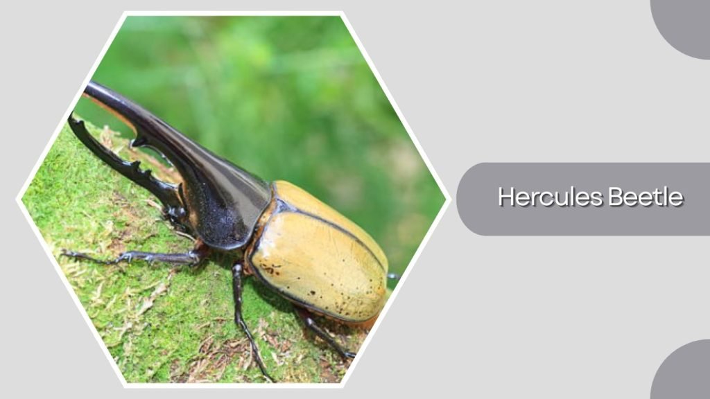 Hercules Beetle