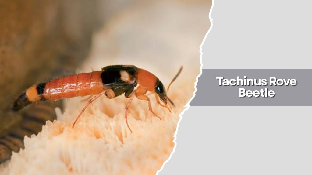  Tachinus Rove Beetle
