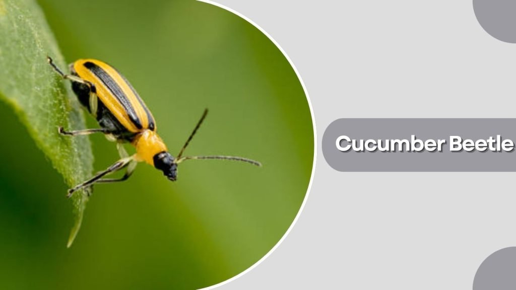 Cucumber Beetle