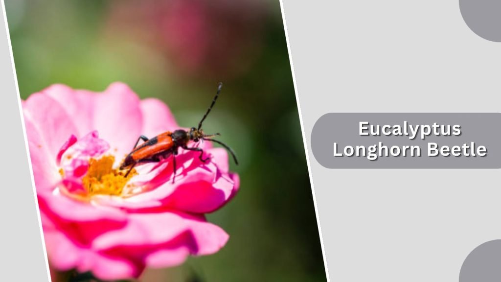  Eucalyptus Longhorn Beetle