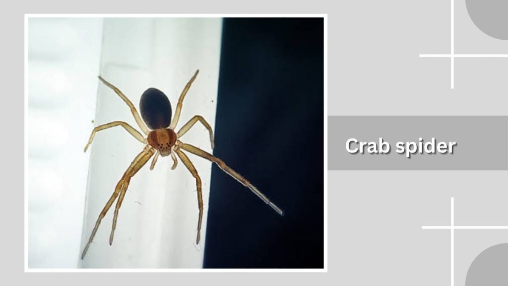 Crab spider