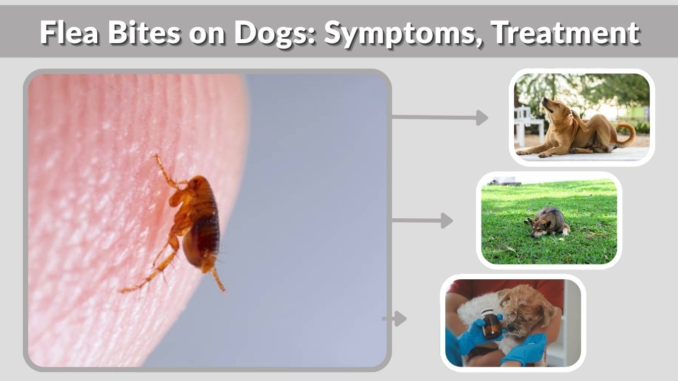 Flea Bites on Dogs: Symptoms, Treatment & Prevention Guide