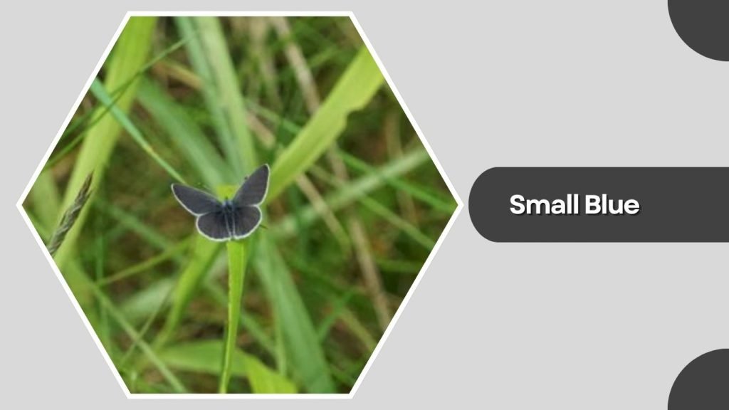 Small Blue