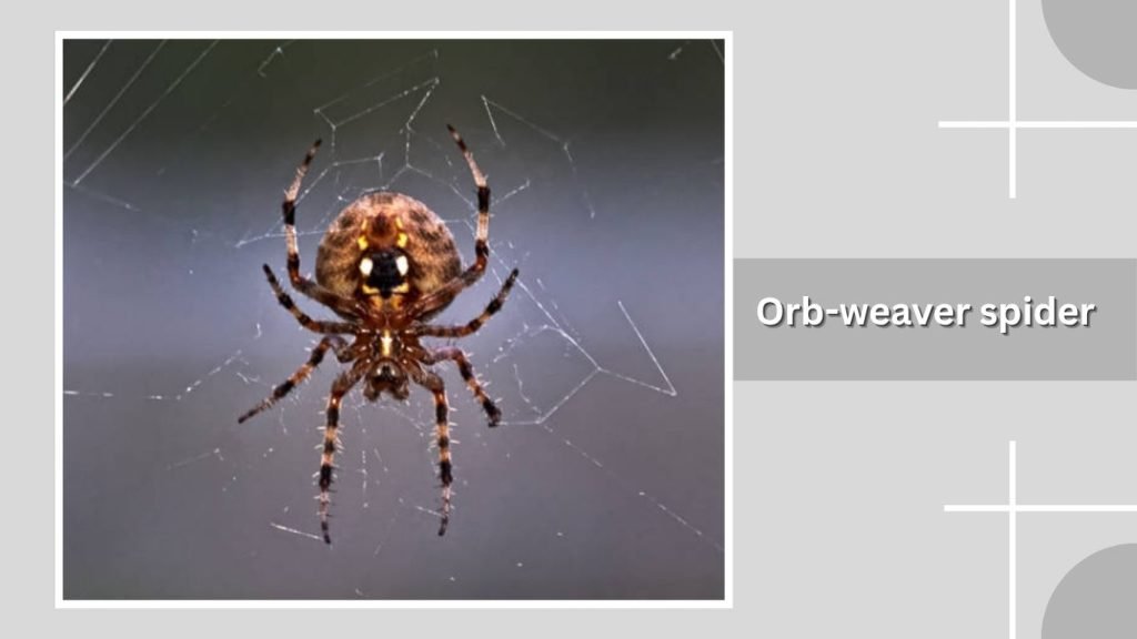 Orb-weaver spider