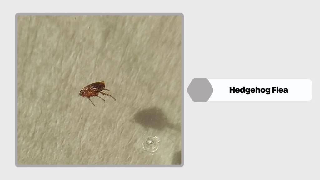 Hedgehog Flea