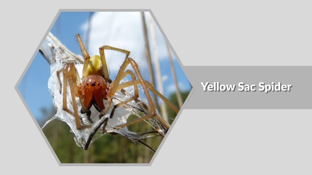 Yellow Sac Spider