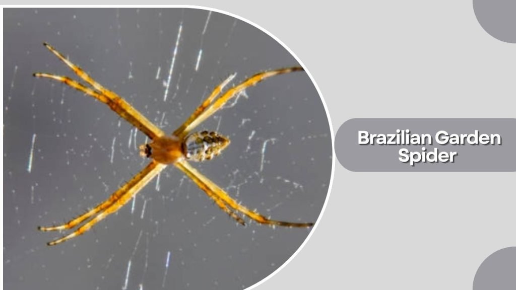 Brazilian Garden Spider