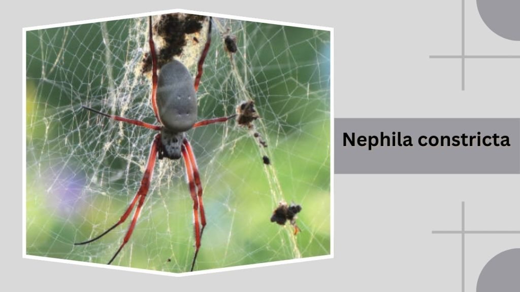  Nephila constricta