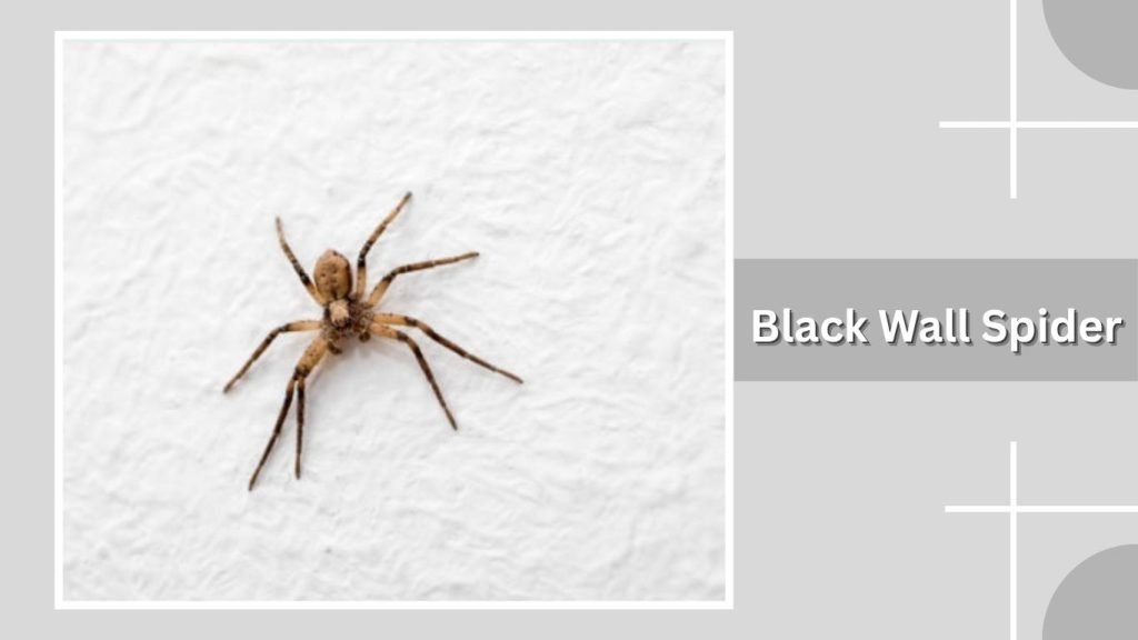 Black Wall Spider
