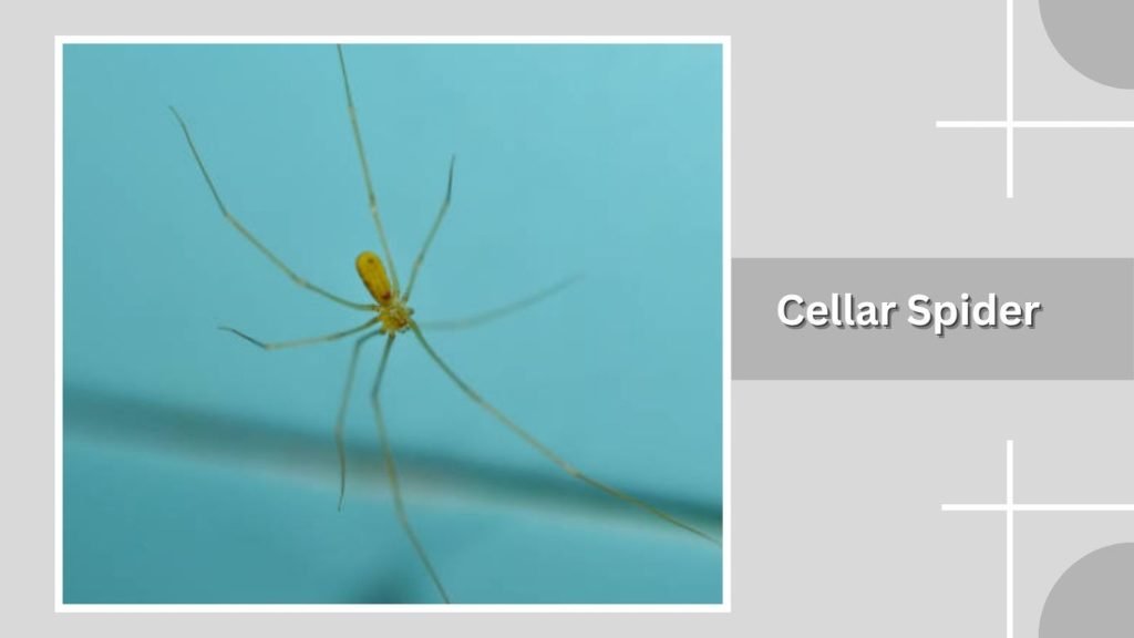 Cellar Spider