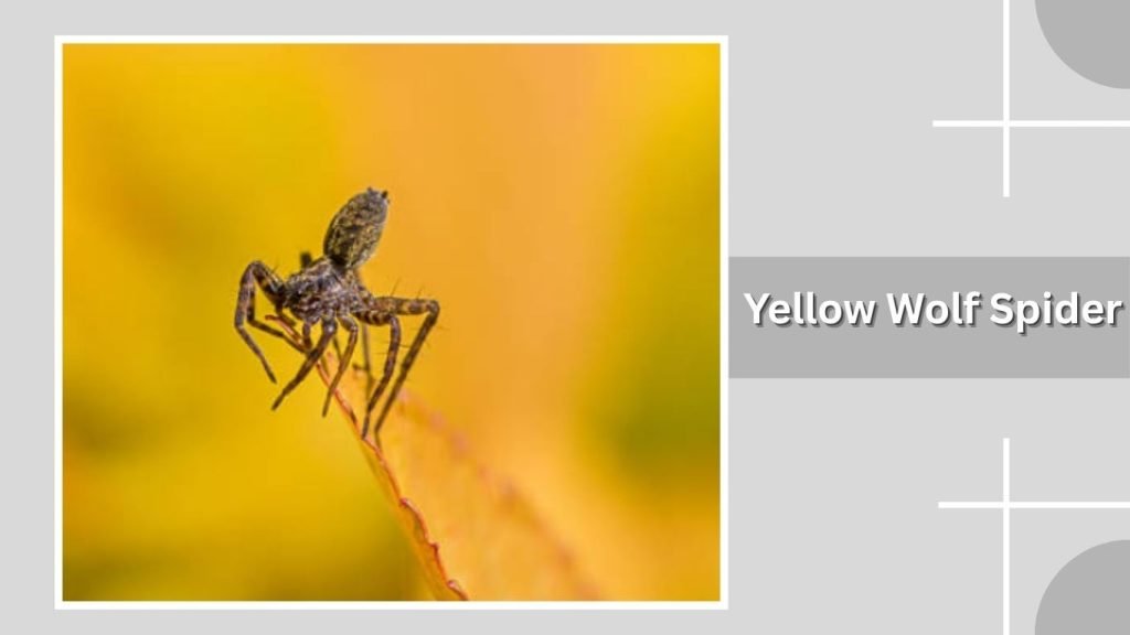 Yellow Wolf Spider