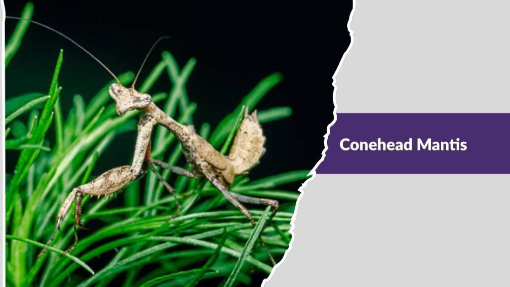 Conehead Mantis