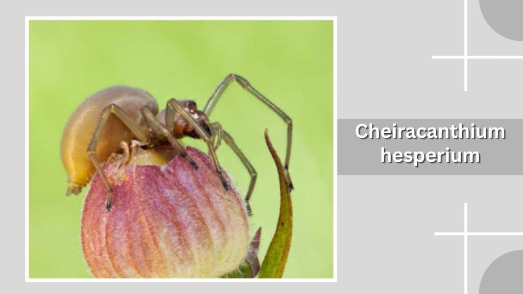Cheiracanthium hesperium