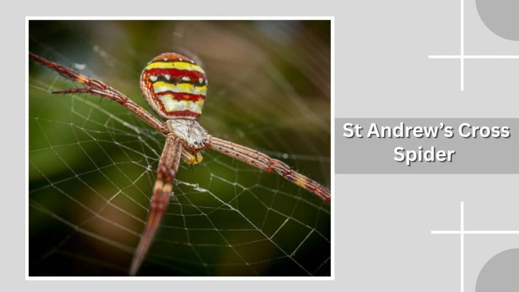 St Andrew’s Cross Spider