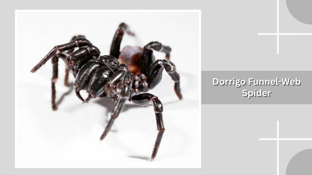  Dorrigo Funnel-Web Spider
