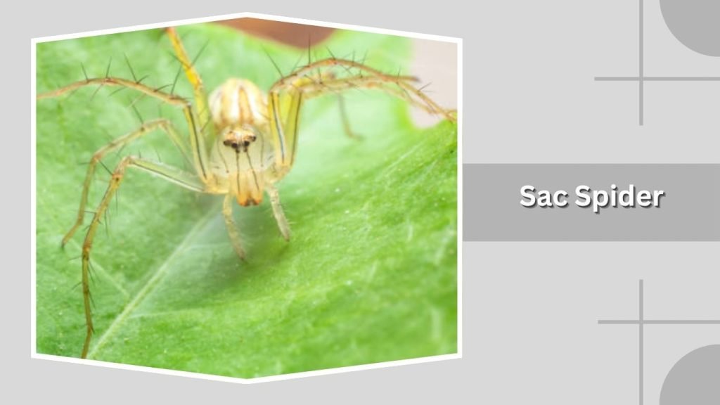 Sac Spider