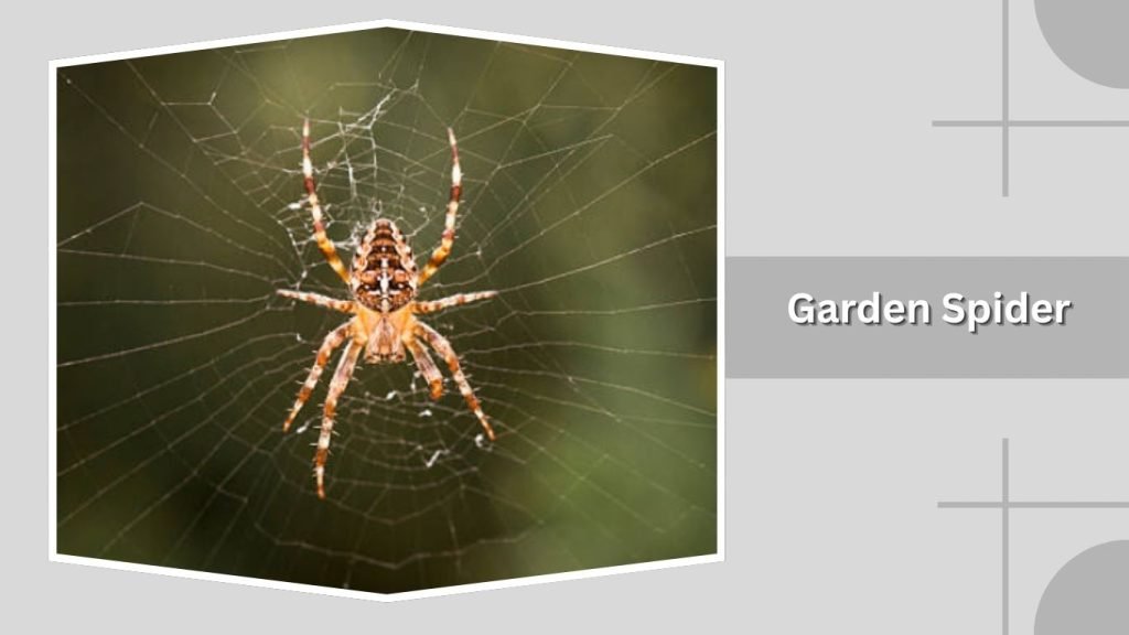  Garden Spider
