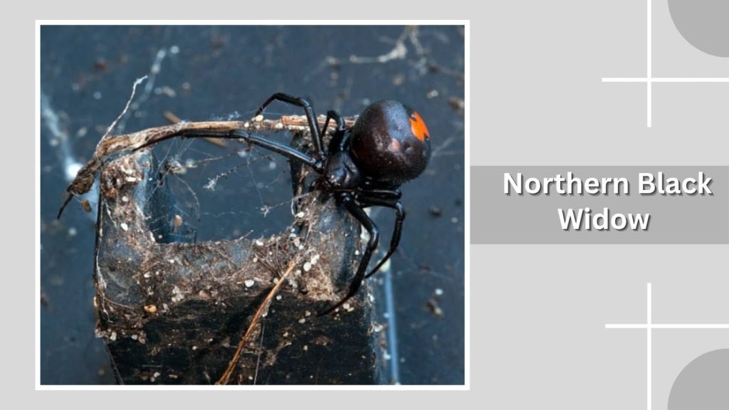  Northern Black Widow