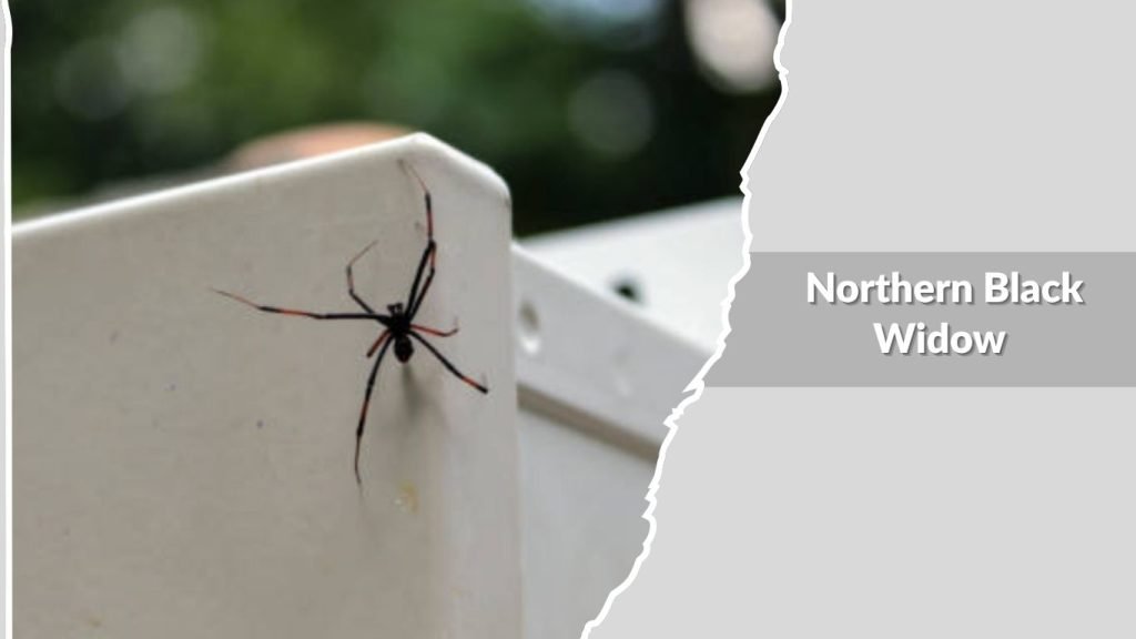 Northern Black Widow