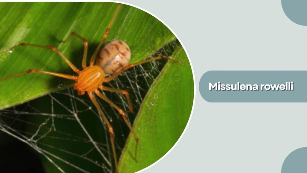 Missulena rowelli