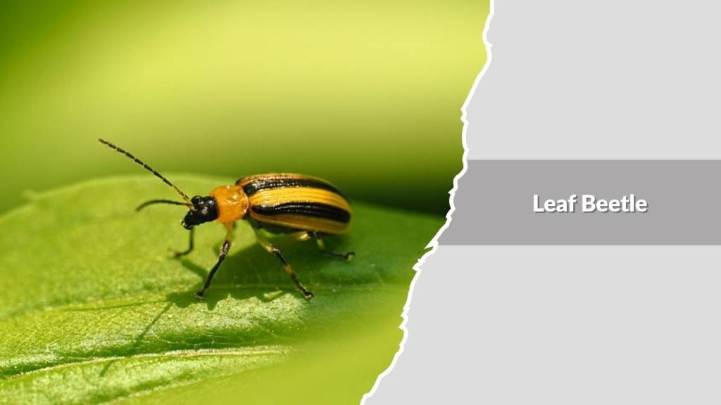 Leaf Beetle